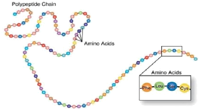 Aminoacids Chain Aminoacids Chain