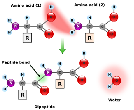Aminoacids Formulations Aminoacids Formulations