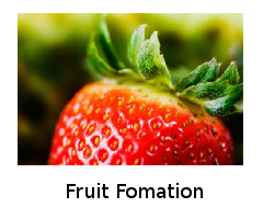 Fruit Formation Fruit Formation