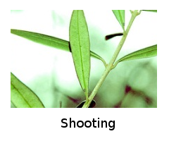 Shooting Shooting